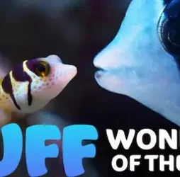 Puff-Wonders-of-the-Reef-2021-Dual-Audio-Hindi-ORG-720p-NF-WEB-DL-H264-AAC-450MB-ESub-660x330-1 Puff wonders of the reef 2021 dual audio hindi org 720p nf web dl h264 aac 450mb esub 660x330 1 - DesireMovies, DesireMovies2.My