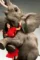 Avunu1 - DesireMovies, DesireMovies2.My